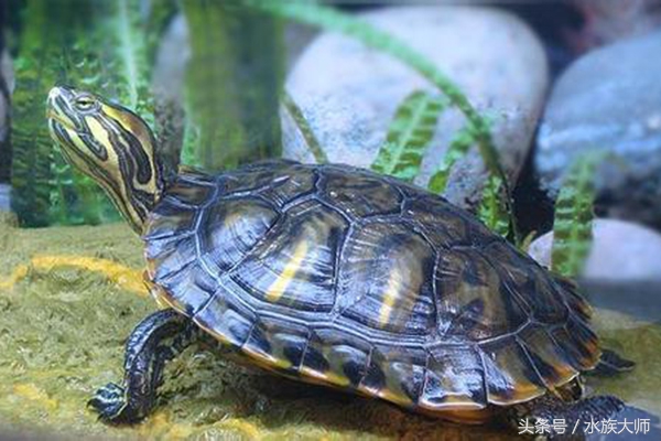 巴西龟为什么老是张开嘴巴,巴西龟老是张开嘴巴是怎么回事