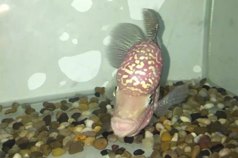 养罗非如何养得又肥又大,养螺知识