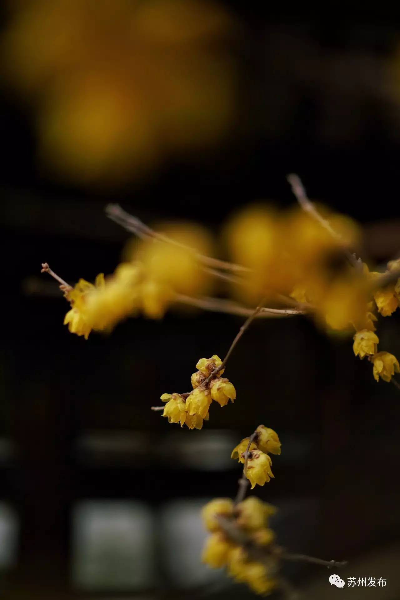 网师园里访腊梅:香密染成宫样黄……