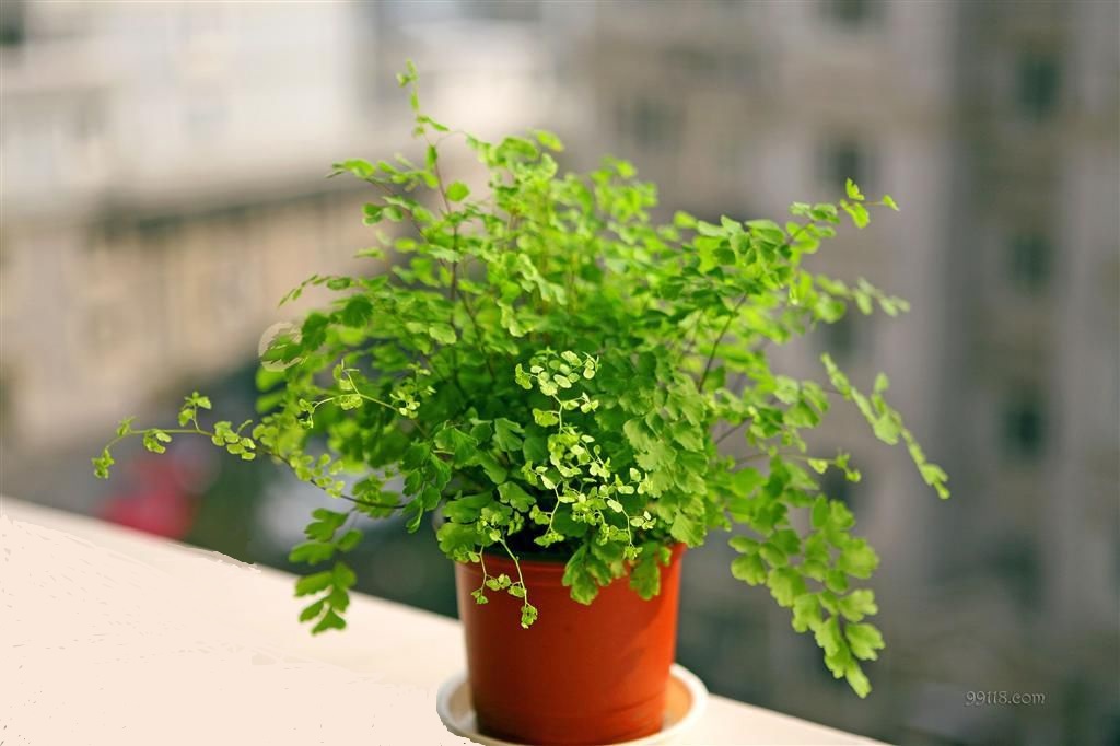 铁线蕨迷你可爱，有时叶片变黑是怎么回事？（附补救攻略）