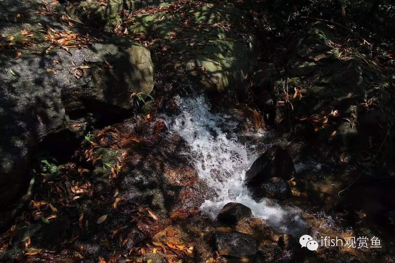 大圣年,大圣过年放鞭炮