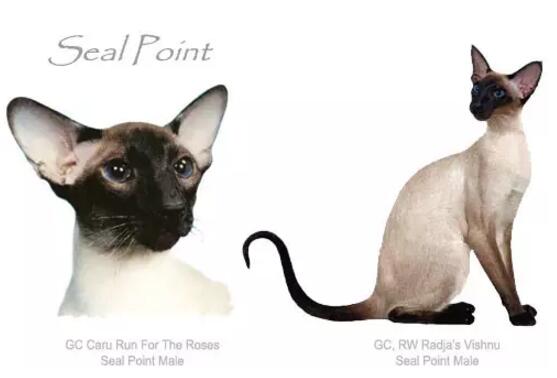 布偶猫美,布偶猫好美