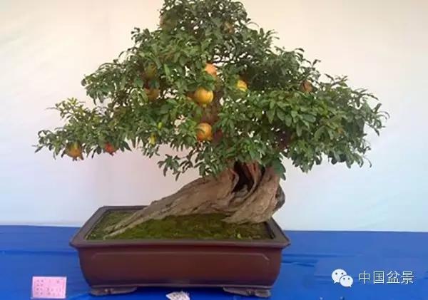 一株盆景60万元,石榴盆景100种图片