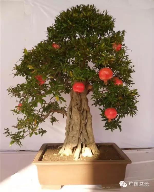 一株盆景60万元,石榴盆景100种图片
