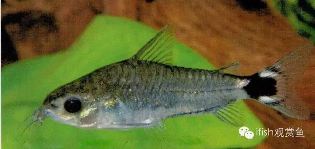 鼠鱼如何繁育,小型鼠鱼怎么养