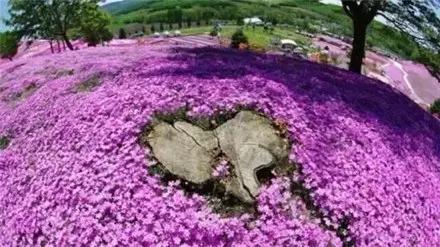 不用去日本也能看的樱花海,不用去日本也可以看到枫叶