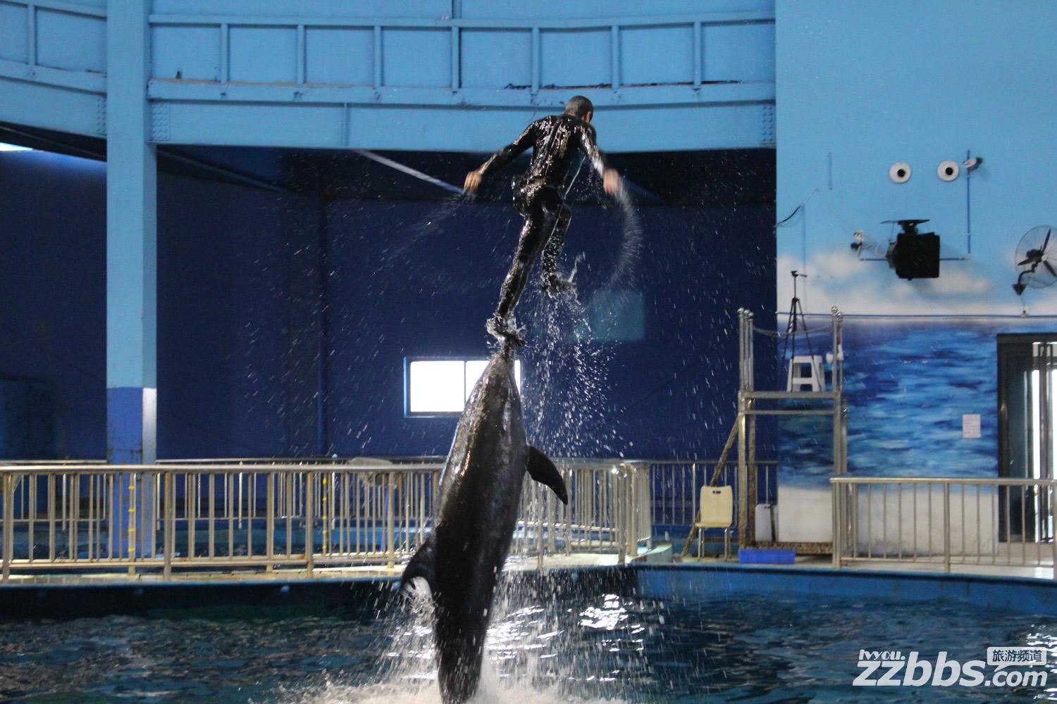 东京极地海洋馆表演,极地海洋馆美人鱼
