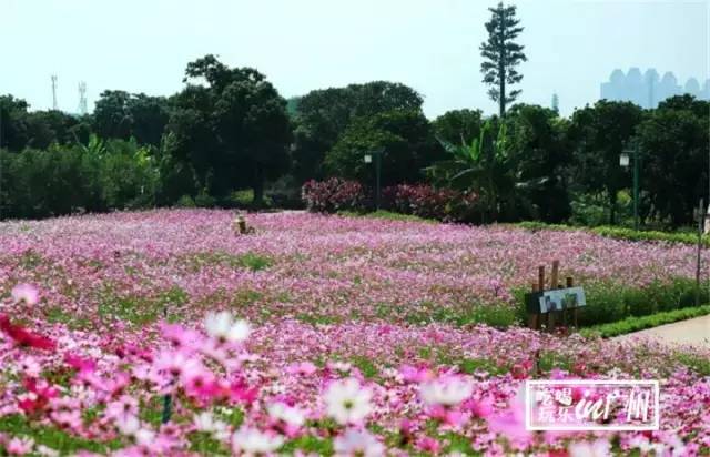 广州最新最美最好玩的景点,广州最值得去玩的景点推荐一下
