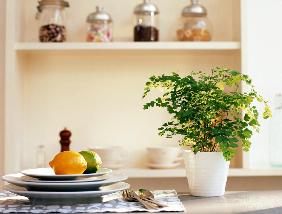 铁线蕨迷你可爱，有时叶片变黑是怎么回事？（附补救攻略）