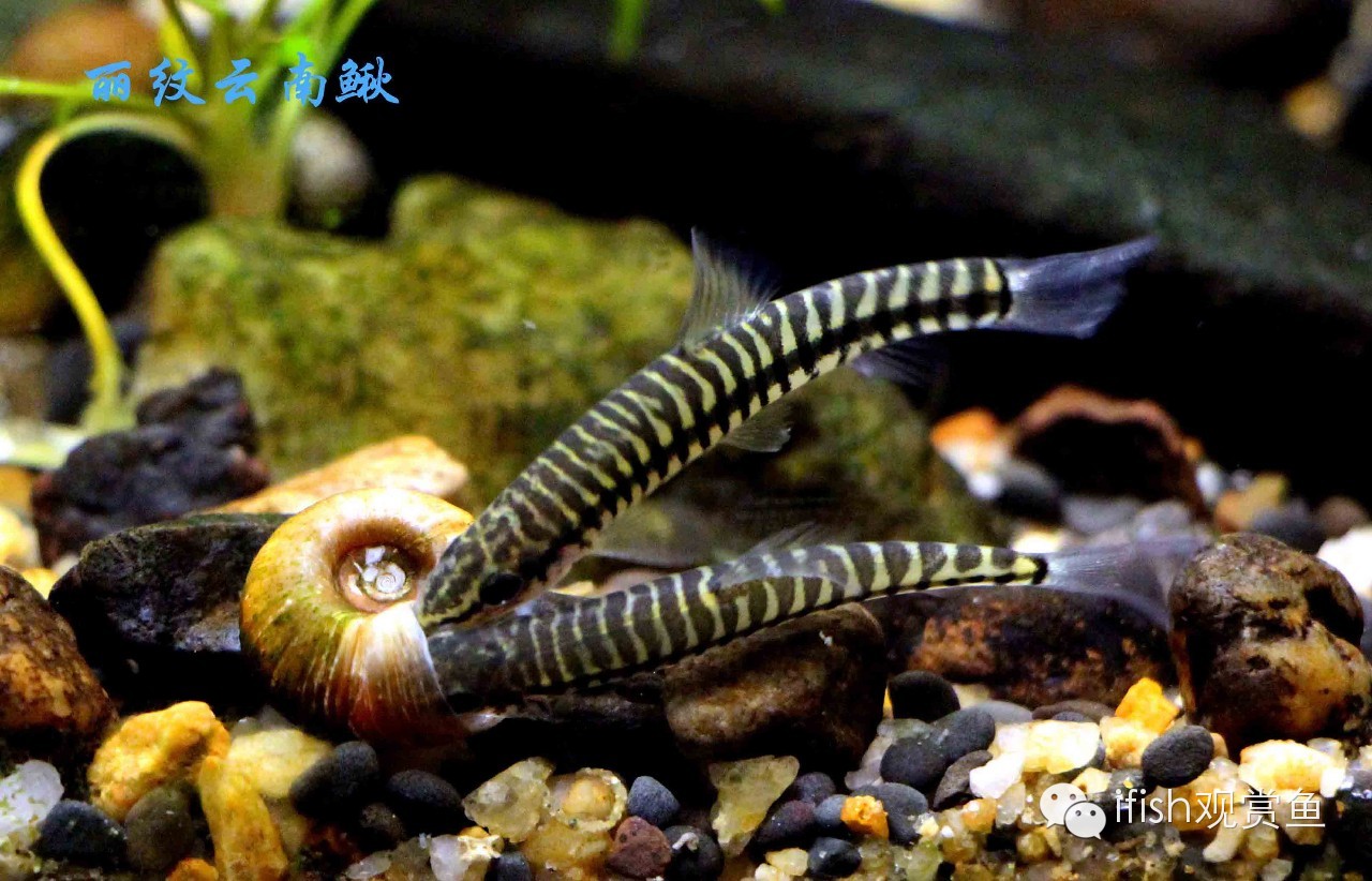 大圣年,大圣过年放鞭炮