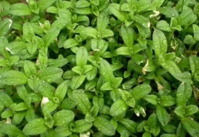 云南人再贵也要吃野生菌,云南人吃饭奢侈