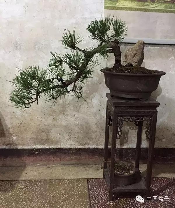 一株盆景60万元,石榴盆景100种图片