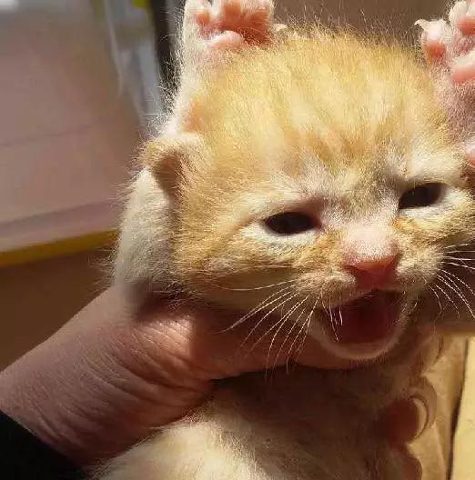 「2月上海春季」有爱领养