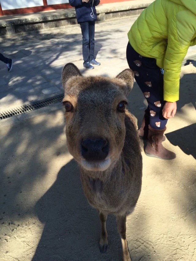 日本旅游马桶,日本旅游购物攻略一览表