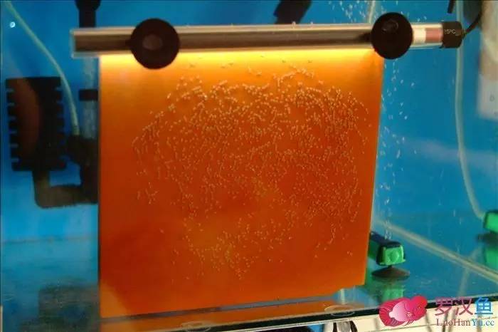 罗汉参的繁殖方法,罗汉鱼怎么养起头