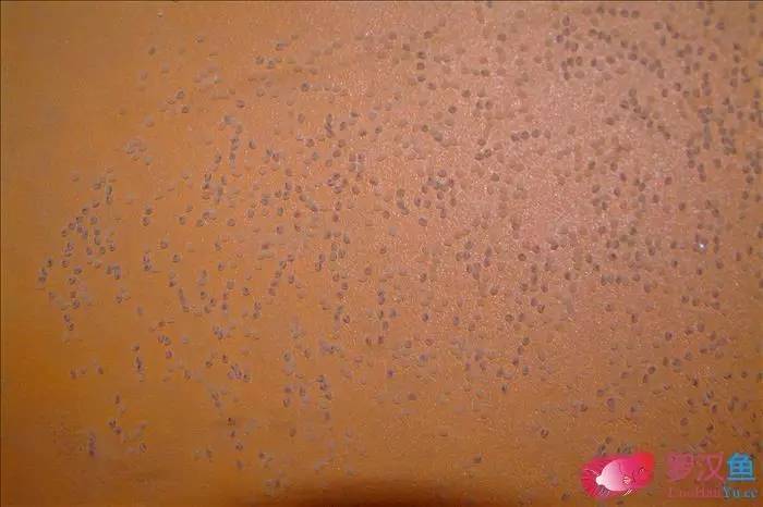 罗汉参的繁殖方法,罗汉鱼怎么养起头