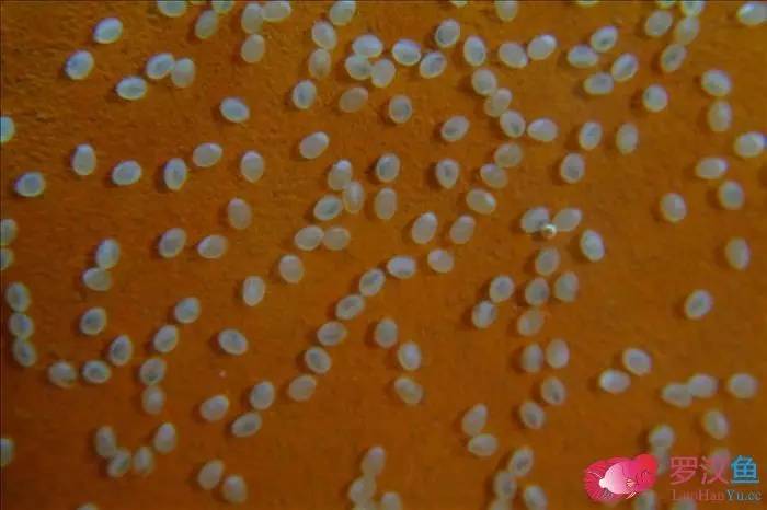 罗汉参的繁殖方法,罗汉鱼怎么养起头