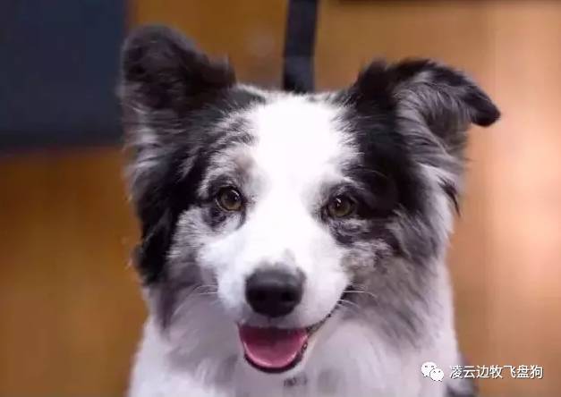 边牧狗狗肠胃不好怎么调理,边牧狗狗软便怎么办最有效的方法