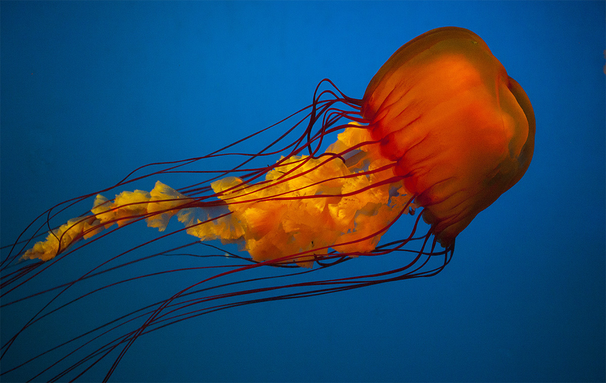 水母海洋世界,中国海洋世界水母馆