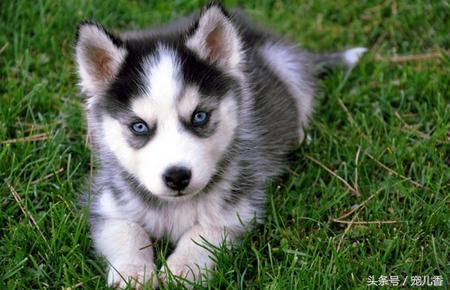 哈士奇流鼻涕怎么回事,两个多月哈士奇流脓鼻涕