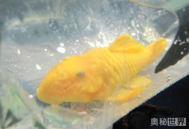 24k黄金达摩野生和人工的区别,24k黄金达摩真的有黄金吗