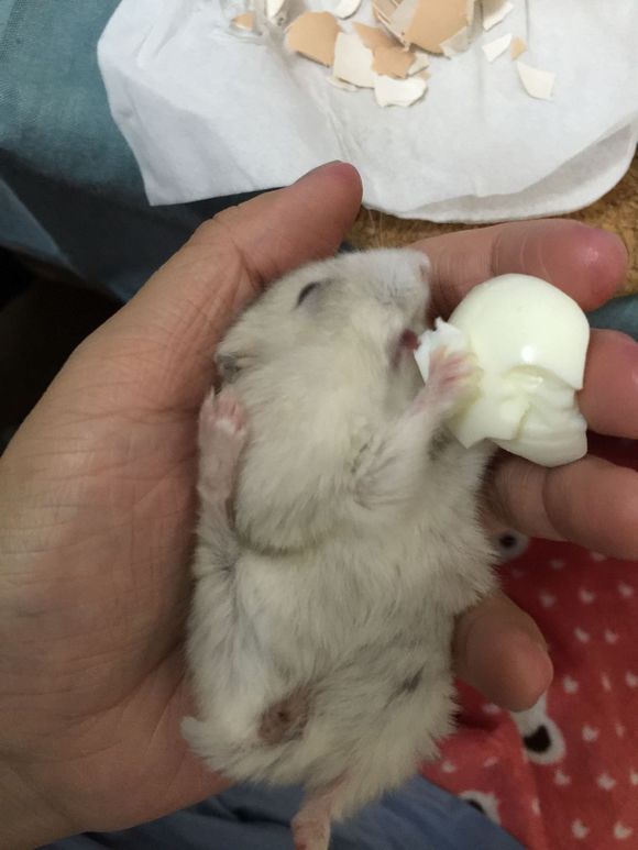 必须买的仓鼠零食,小仓鼠买东西推荐吃的主食小零食