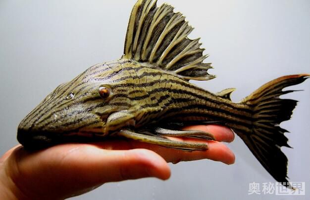 24k黄金达摩野生和人工的区别,24k黄金达摩真的有黄金吗