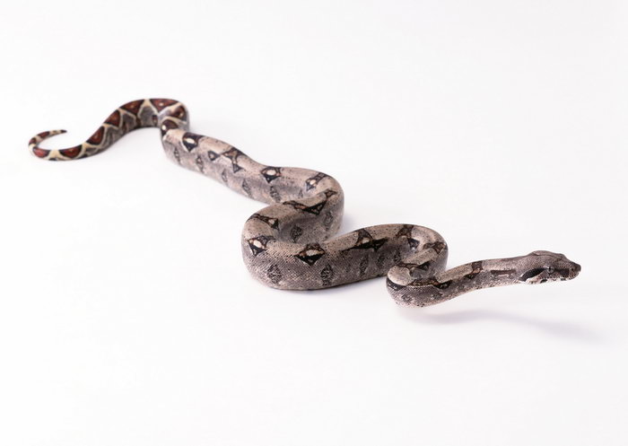 鏉戦暱琚瘨铔囧挰,鏉戦暱閬泧鍥存敾