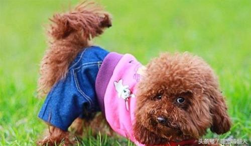 泰迪后腿走路瘸不让碰脊柱,泰迪后腿有点瘸怎么回事