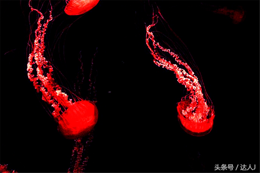 沙漠上的超级绿洲迪拜,迪拜沙漠上的奢华之都