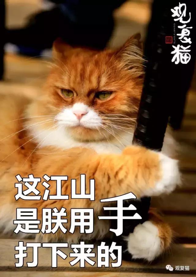 蓝猫找猫报应,蓝毛找猫