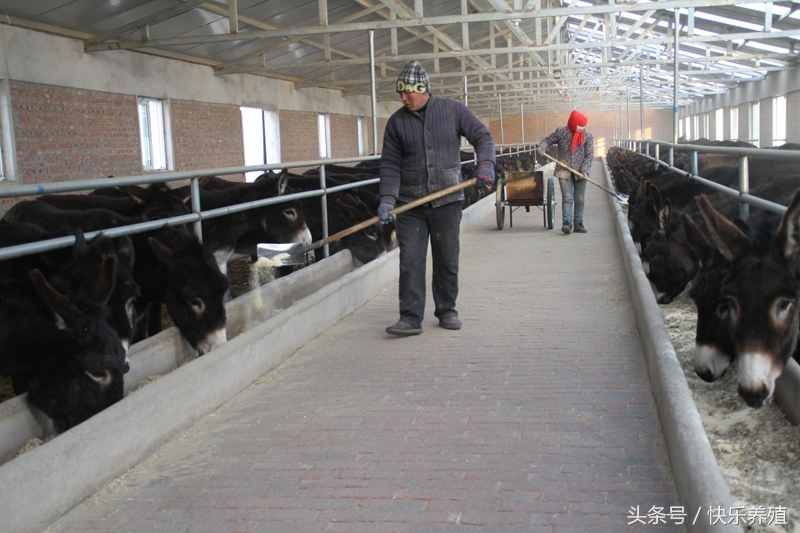 建养100头牛的场地需要多少钱,建养殖100头牛圈多少钱
