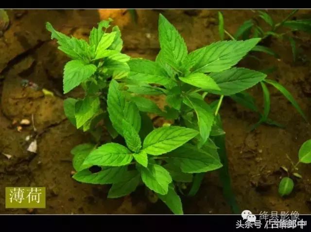 民间草药薄荷的作用,南方山林里的常见草药