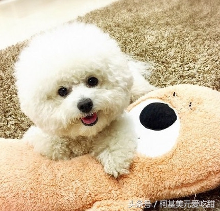 十二星座狗,十二星座专属宠物