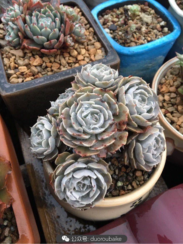 寒风中越发美丽的多肉,冬季暖阳下的多肉