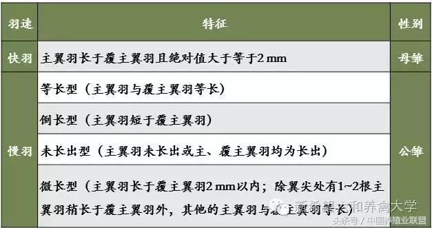 出壳小鸡怎么辨别公母,鉴别小鸡公母顺口溜