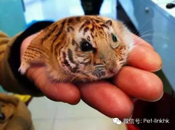 仓鼠咬人后死亡,奶茶仓鼠咬人吗