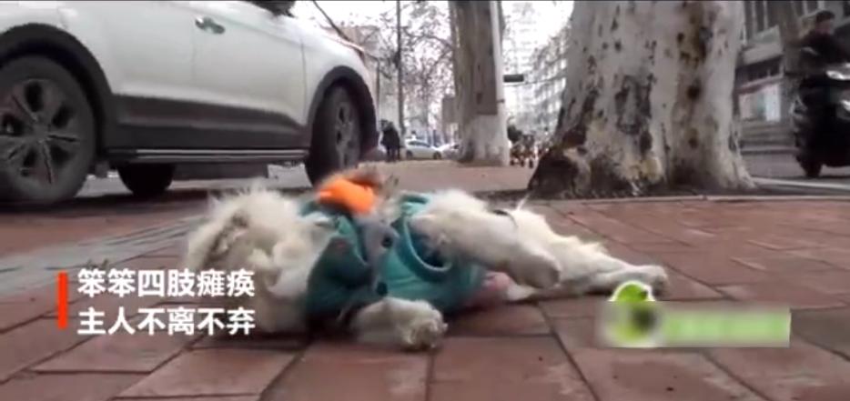 狗狗瘫痪主人坚持治疗,狗狗生病后主人不离不弃陪它康复