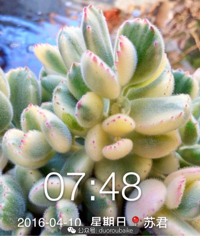 黄色熊童子多肉植物状态图,多肉植物熊童子怎么养