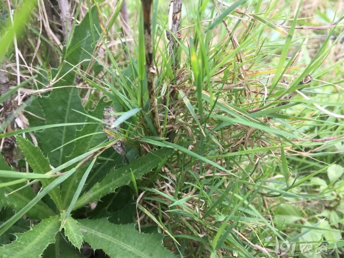 顽强的植物顽强的生命力,顽强的野草有哪些