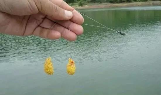 野钓窝里有鱼星就是没口,钓鲤鱼窝里有鱼星就是没口