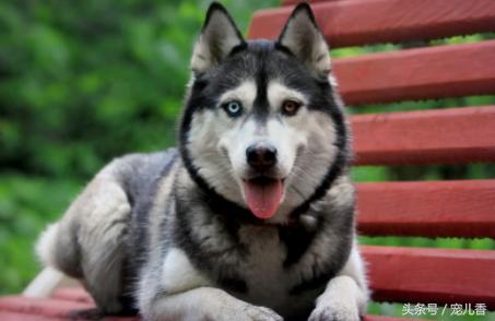 哈士奇流鼻涕怎么回事,两个多月哈士奇流脓鼻涕