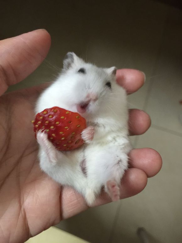 必须买的仓鼠零食,小仓鼠买东西推荐吃的主食小零食
