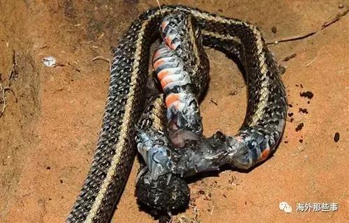 澳大利亚巨型蜘蛛吃蛇,最大的蛇吃蜘蛛