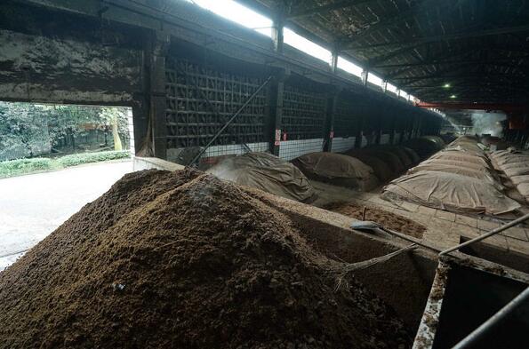 农村用酒糟喂猪，粗加工方法建议和酒糟中毒的急救方法