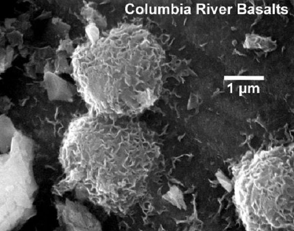 科学家在火星发现一种生物,地球上存在的生物