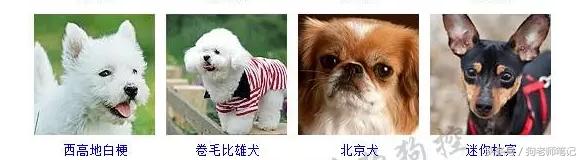 狗狗品种大全按体型智商怎么分,聪明狗狗品种大全及图片及名字