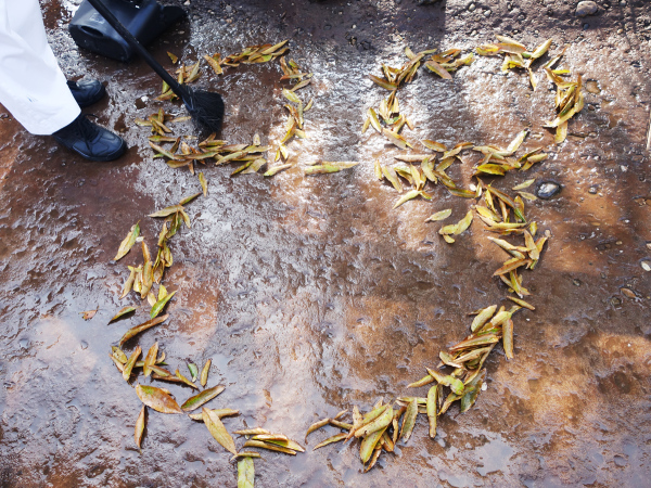 上海迪士尼送票,上海迪士尼门票购买攻略最新