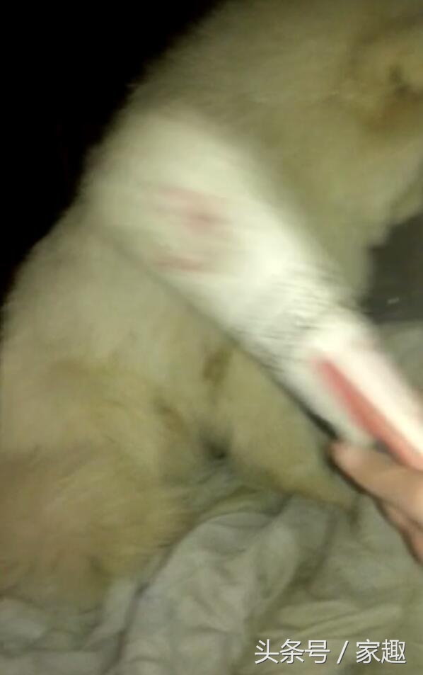 两只萨摩耶咬死900只鸡完整版,萨摩耶咬死900多只鸡