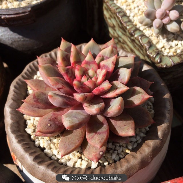 院子阳光房多肉,阳光房庭院多肉